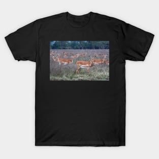 Still as Statues T-Shirt